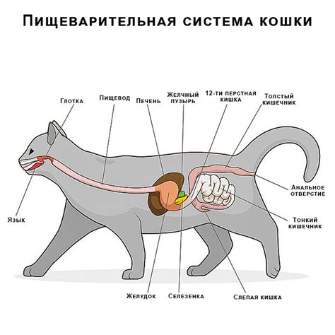 Как нормализовать пищеварение кошки?