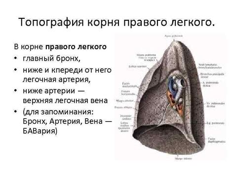 Как обеспечивается работа корня легкого