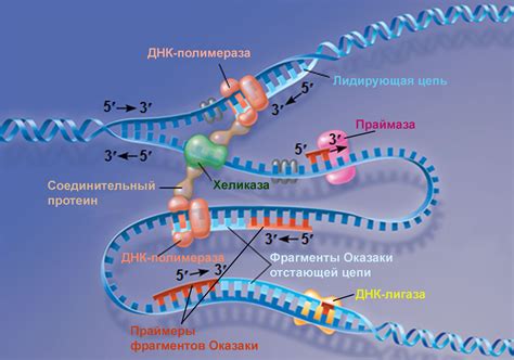 Как обнаруживаются фрагменты ДНК gardnerella?