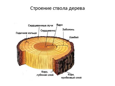 Как образуется рудый ствол дерева?