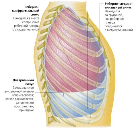 Как образуются плевральные синусы?
