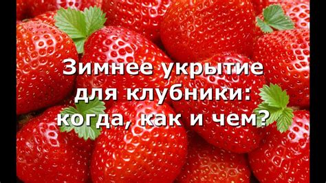 Как определить, когда укрытие клубники уже необходимо?