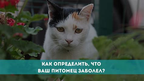 Как определить, что ваш питомец в состоянии покоя