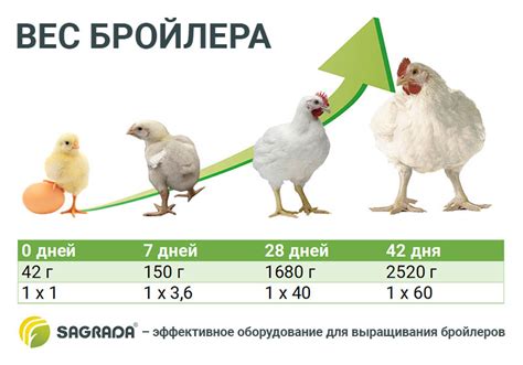 Как определить вес бройлеров по дням