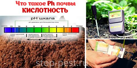 Как определить кислотность почвы?