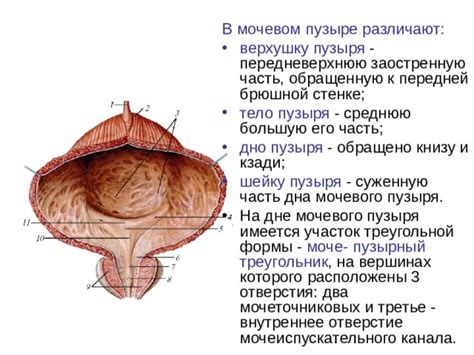 Как определить наличие гомогенного содержимого в мочевом пузыре?