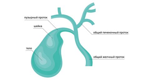 Как определить наличие желчного языка