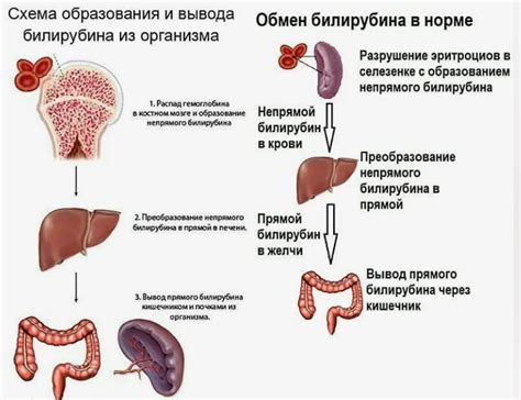 Как определить уровень билирубина в крови?