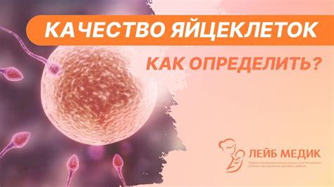 Как определить уровень яйцеклеток?