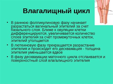 Как оптимизировать фолликулиновую фазу?