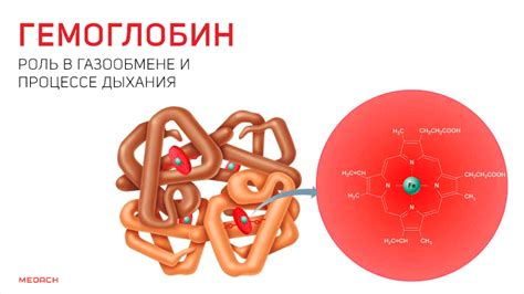 Как организм получает кислород: связывание с гемоглобином