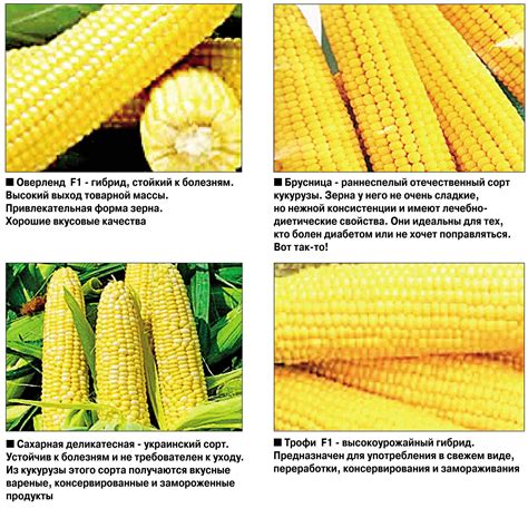 Как отличить молочную кукурузу от обычной?