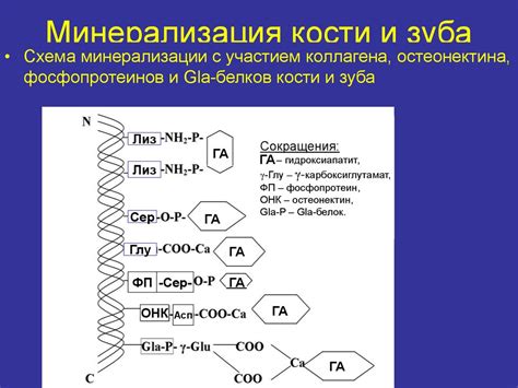 Как оценивается минерализация костей?