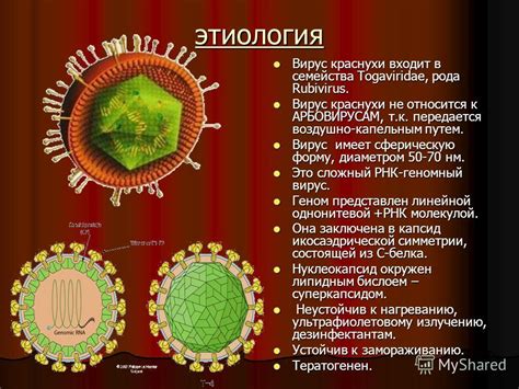 Как передается вирус краснухи: методы заражения и распространения