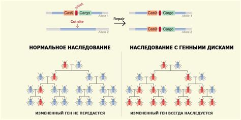 Как передается рецессивный ген?