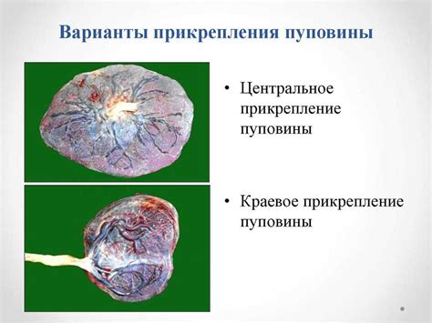 Как плацента формируется?