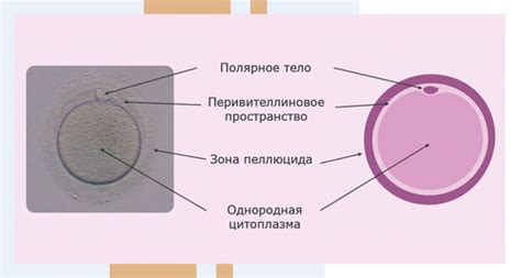 Как повысить уровень яйцеклеток?