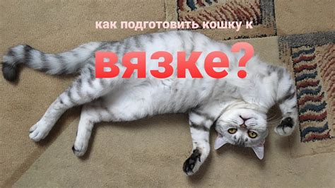 Как подготовиться к внеплановой вязке кошки?