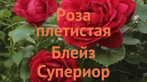 Как поддерживать Супериор гарден вью в хорошем состоянии?