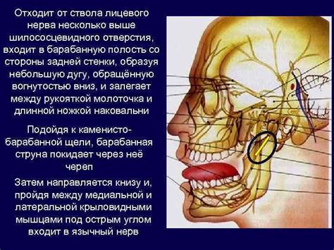 Как понять, что нерв вскрылся?