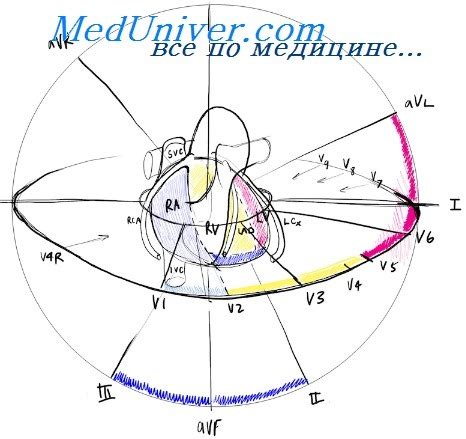 Как понять поворот сердца верхушкой кзади на ЭКГ?