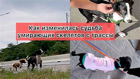 Как появление кошки на трассе может раскрыть наше отношение к потерям