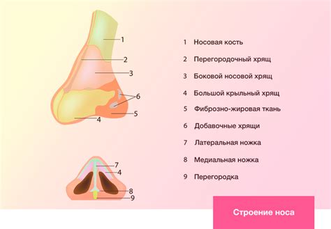 Как правильно заботиться о проколотой части носа