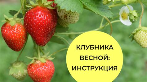 Как правильно интерпретировать сновидения о сборе спелой клубники?