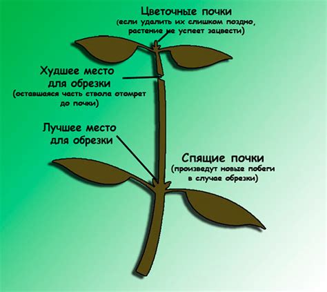 Как правильно прищипывать растения?