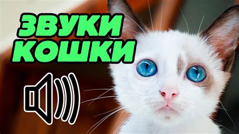 Как правильно расшифровать звуки кошки?