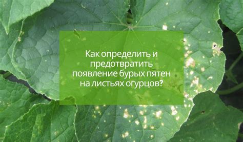 Как предотвратить появление кор