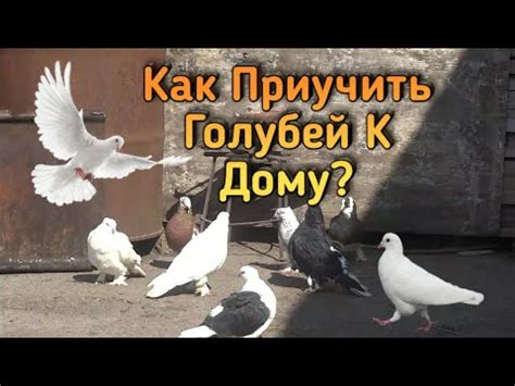 Как предотвратить приближение голубей к дому