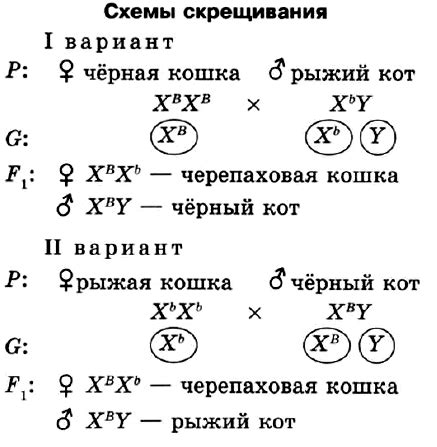 Как преодолеть ограничения, связанные с признаком сцеплен с полом