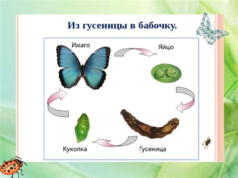 Как привлечь розовую бабочку в свою жизнь?