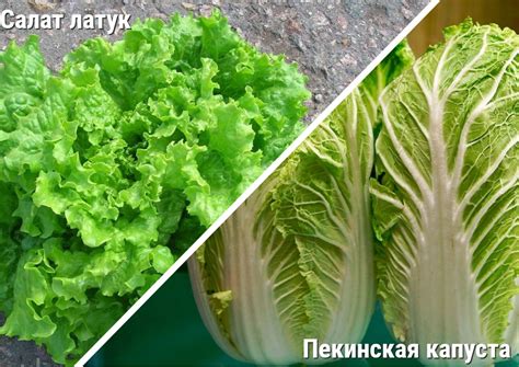 Как приготовить салат латук