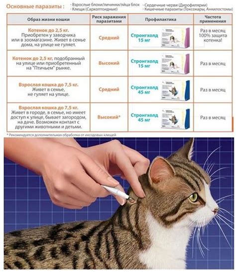 Как применять глюкозу для котят