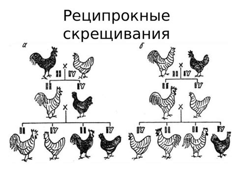 Как провести реципрокное скрещивание своими руками?