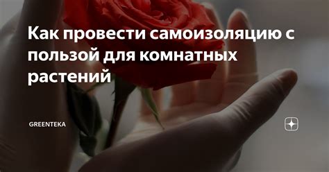 Как провести самоизоляцию по правилам?