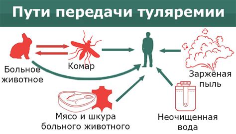 Как проводится лечение туляремии?