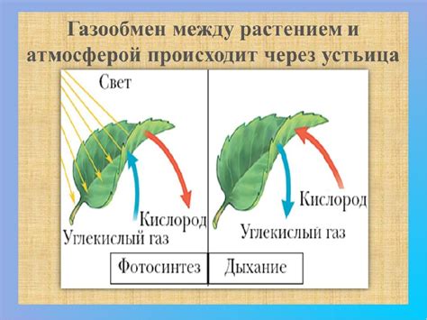 Как происходит газообмен в процессе фотосинтеза?