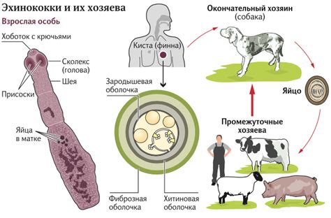 Как происходит заражение?