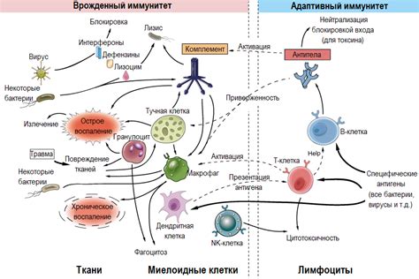 Как происходит механизм повреждения организма