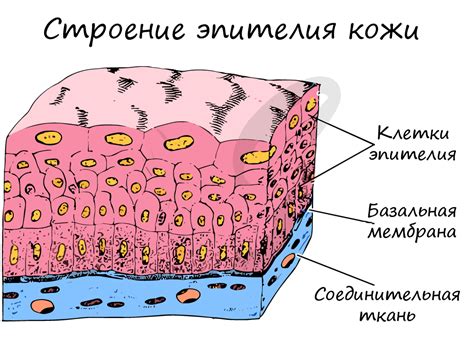 Как происходит наживание ткани