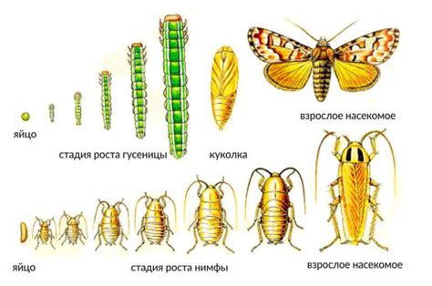 Как происходит неполное превращение насекомых?