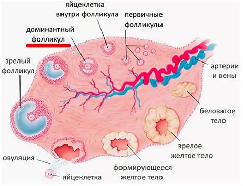 Как происходит овуляция