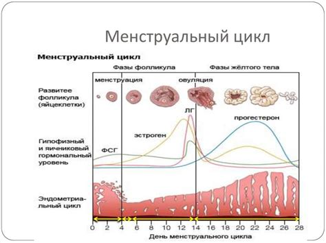 Как происходит овуляция: основные этапы и процессы