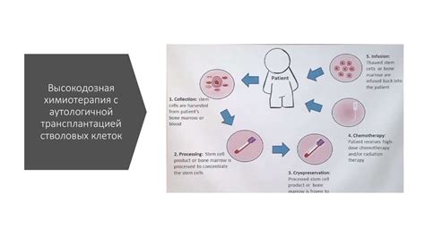 Как происходит получение стволовых клеток