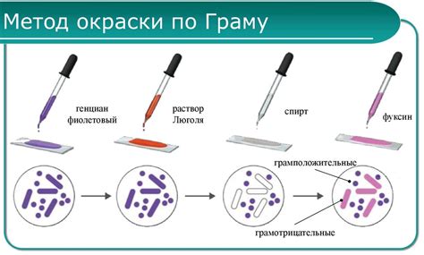 Как происходит процедура мазка по грамму