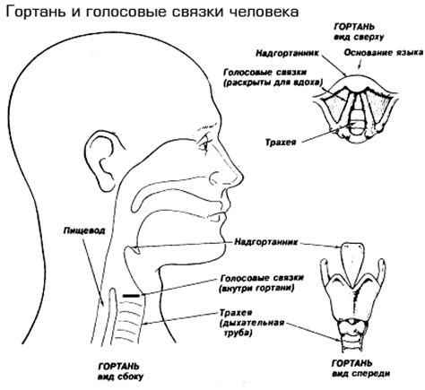 Как происходит процесс тонирования голоса