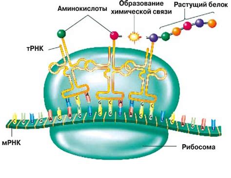 Как происходит синтез белков